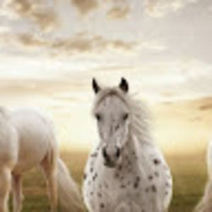 Meet your Posher, Hai